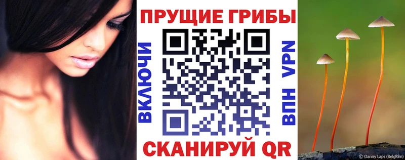 где найти   Фёдоровский  KRAKEN маркетплейс  Псилоцибиновые грибы Psilocybe 